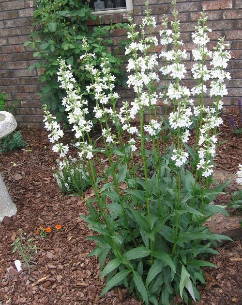 best Multi-Blooming Perennials