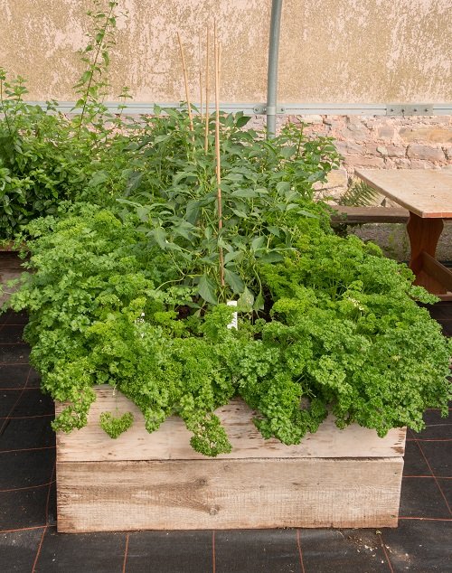 parsley Companion Plants for Okra