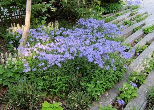 Amazing Bushes With Blue Flowers