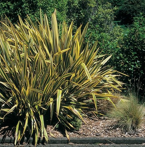New Zealand Flax Varieties in backyard