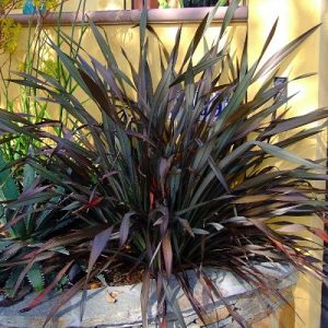 18 Best New Zealand Flax Varieties | Balcony Garden Web