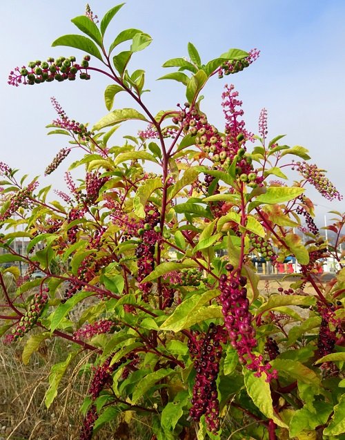 Pokeweed Weeds With Red Vines 3