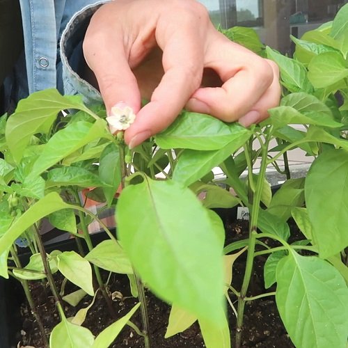 How to Top Pepper Plants for Bigger Harvest 4