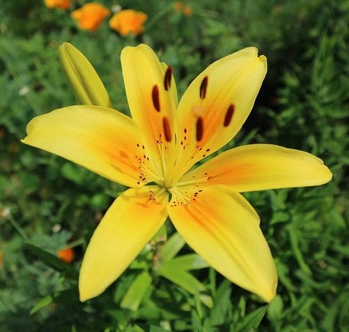 Types of Yellow Lilies 19