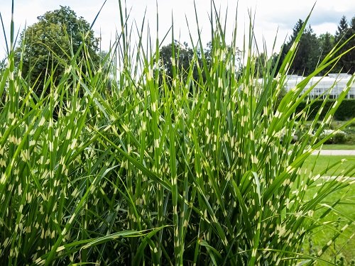 Best Tall Grasses for Privacy 4