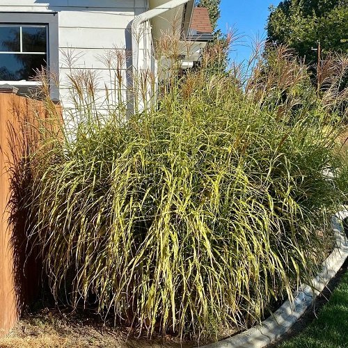 Best Tall Grasses for Privacy