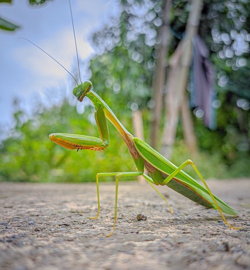Praying Mantis Facts + What Do Praying Mantis Eat 1