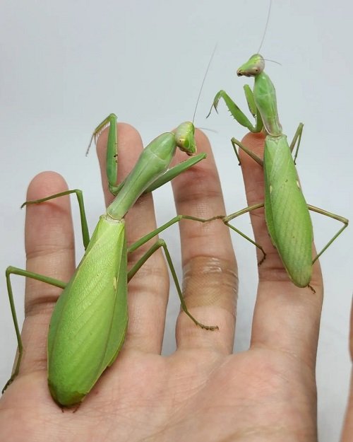 Praying Mantis Facts + What Do Praying Mantis Eat 4