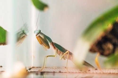 Praying Mantis Facts popular pets