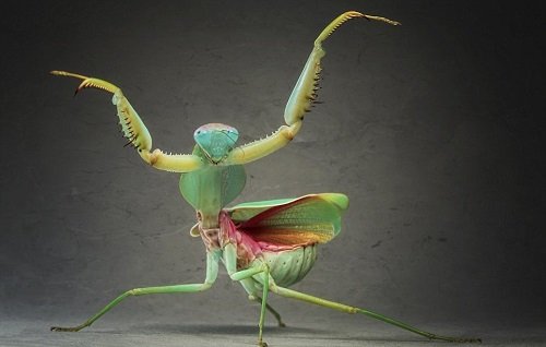 Praying Mantis Facts + What Do Praying Mantis Eat 6