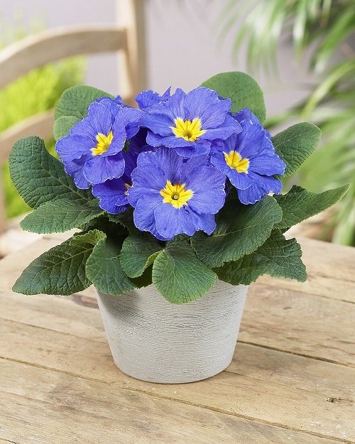 Blue Flowers 15