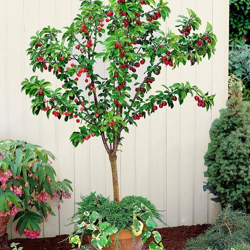 Rosemary Companion Plants cherry