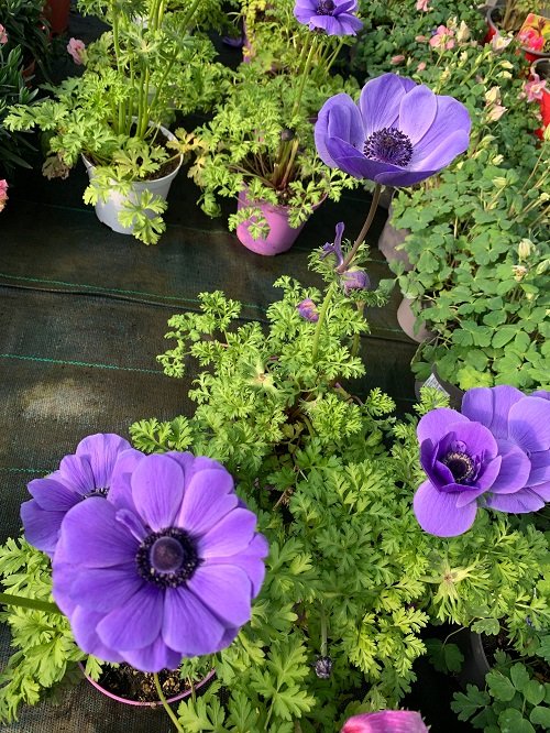 Purple Evergreen Flowers 