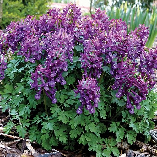 Vibrant Purple Annual Flowers in garden