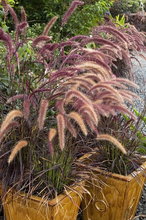 Best Black Grasses for Containers