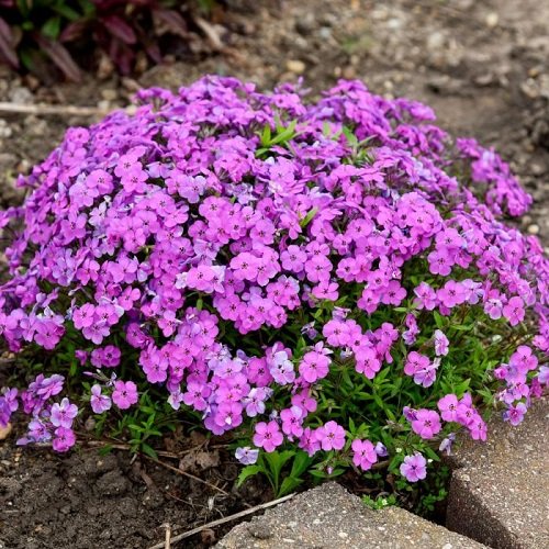 Purple Annual Flowers in garden