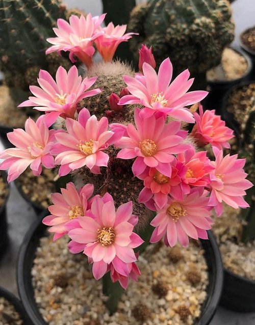 Succulents With Pink Flowers 13