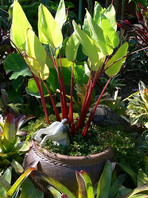 plants with red stem 5