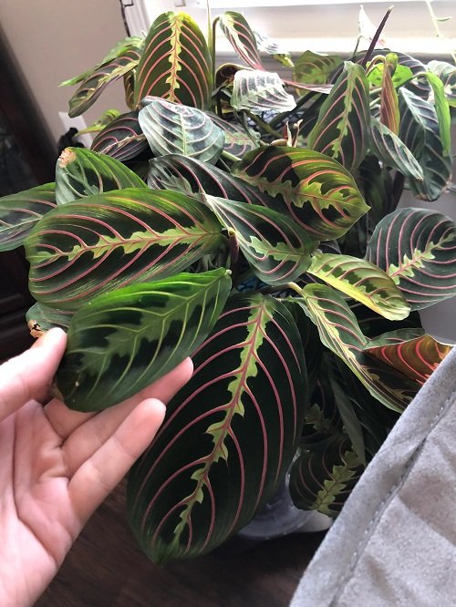 11 Plants With Red Veins on the Foliage 4