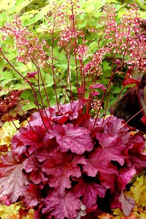 11 Plants With Red Veins on the Foliage 2