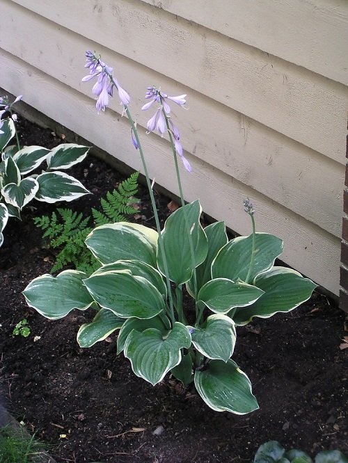 Hostas with Purple Flowers and Leaves 6