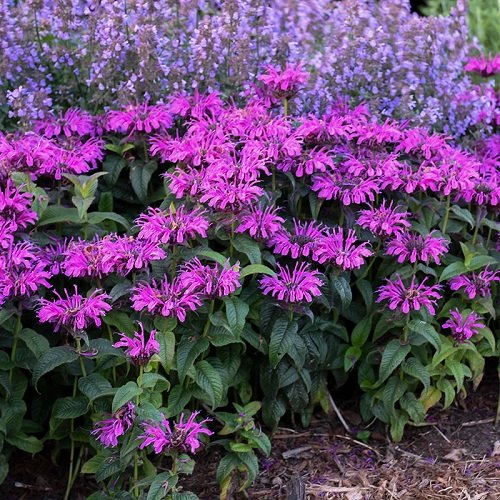 amazing Purple Perennial Flowers