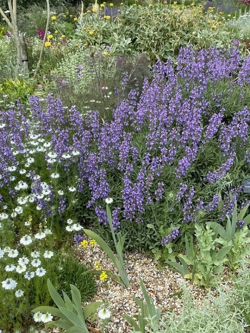 16 Best Types of Sage Varieties to Grow in Your Garden