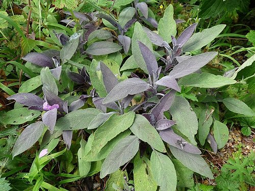 Sage Types You Can Plant in Your Yard