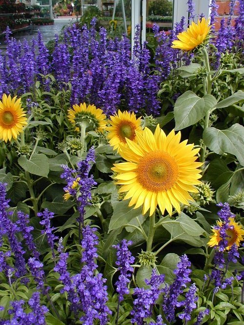 top Sunflower Companion Plants