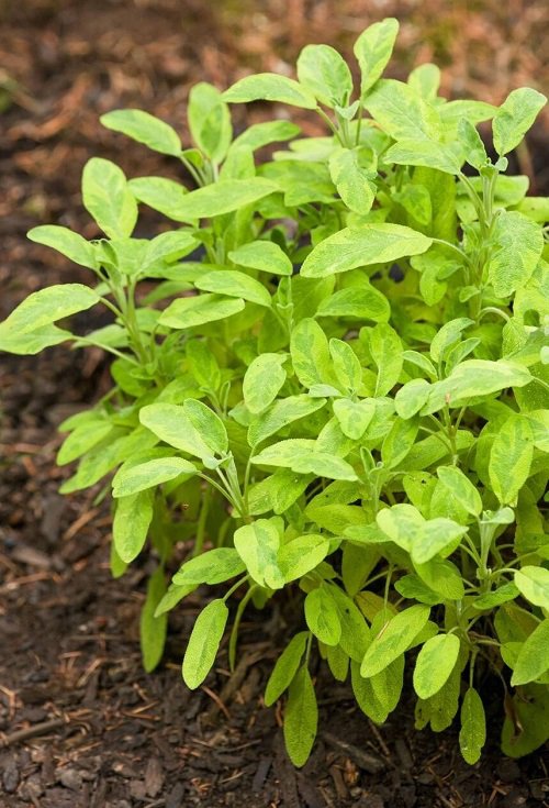 Sage Varieties to Grow in Your Garden 2