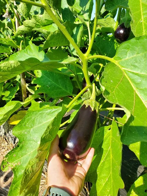 What Color Is Eggplant 9
