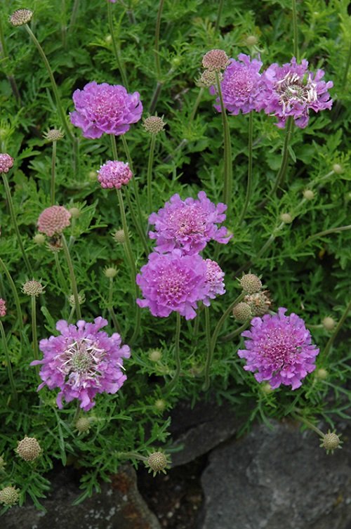 Purple Evergreen Flowers in garden
