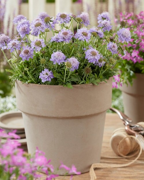 Pale Blue Flowers for Containers