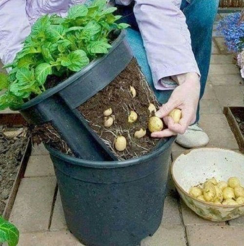 12 DIY Potato Pots to Grow Potatoes Without Digging 7