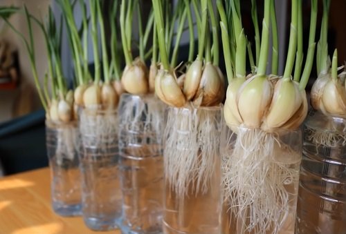 Garlic Growing Hacks 3