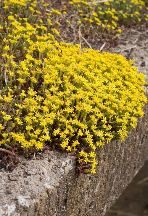 Yellow-Flowered Succulents cover landscape
