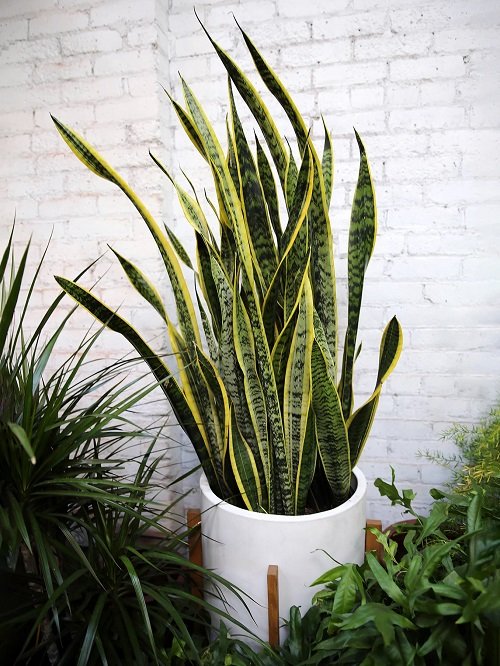 healthy Snake Plant