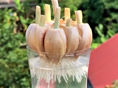 Garlic Growing Hacks 8