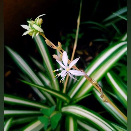 How to Force Spider Plants to Flower