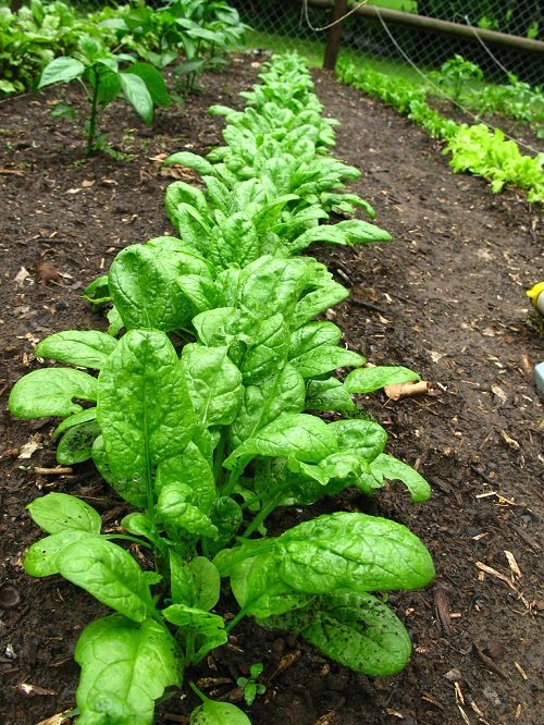 top Vegetables that are Ready to Harvest in Less than 2 Months