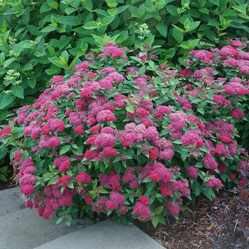Red-leafed plant cultivars 2