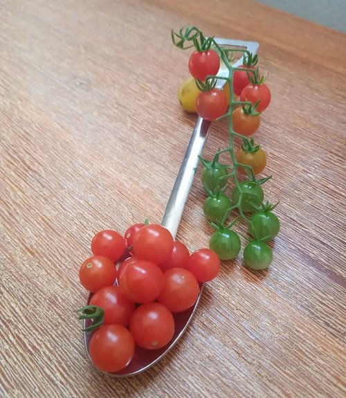 Requirements to Grow Spoon Tomatoes