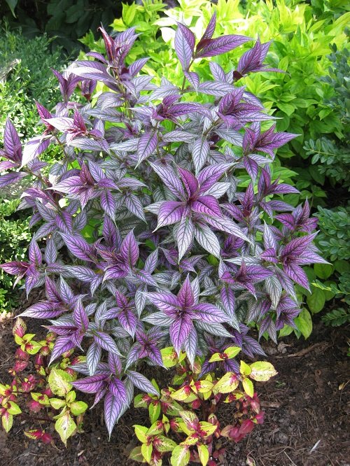 plants with purple and green leaves in garden 