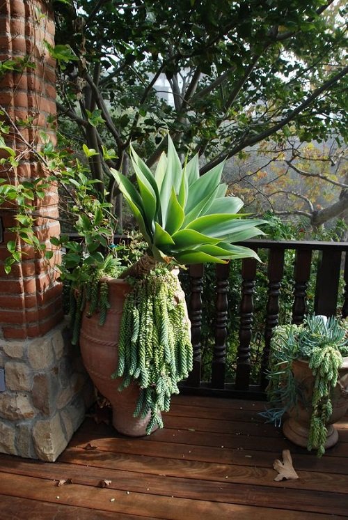 top best Beautiful Succulent Bed at the Entrance 