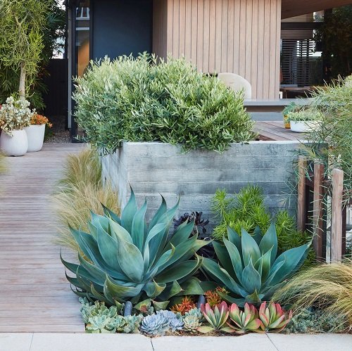 Century Plants with Smaller Succulents ideas