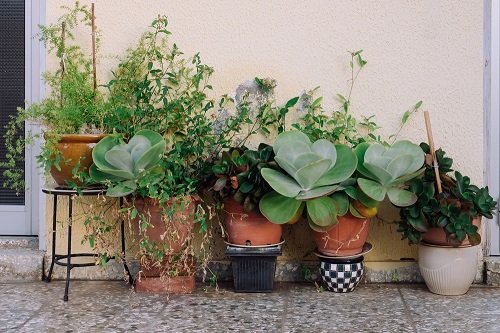 Paddle Plants in Clay Pots near door