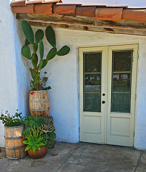 Barbary Fig and Succulents in Old Barrels near door