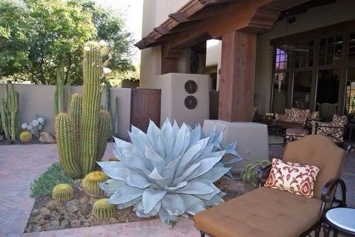  Large Blue Agave with a Tall Cactus Entrance ideas