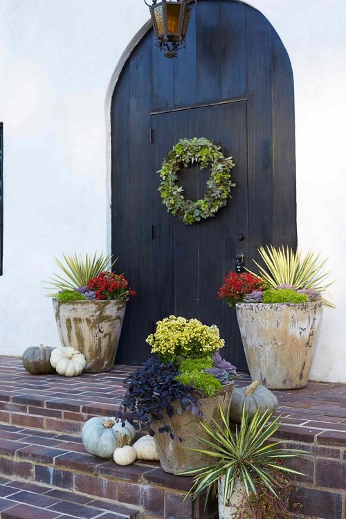 Aged Planters with Vibrant Color Agaves