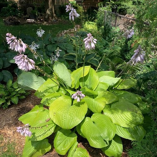 Colorful Hostas You Must Plant in Your Garden 5